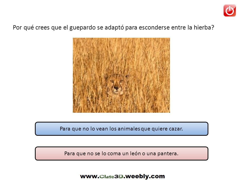 Por qué crees que el guepardo se adaptó para esconderse entre la hierba
