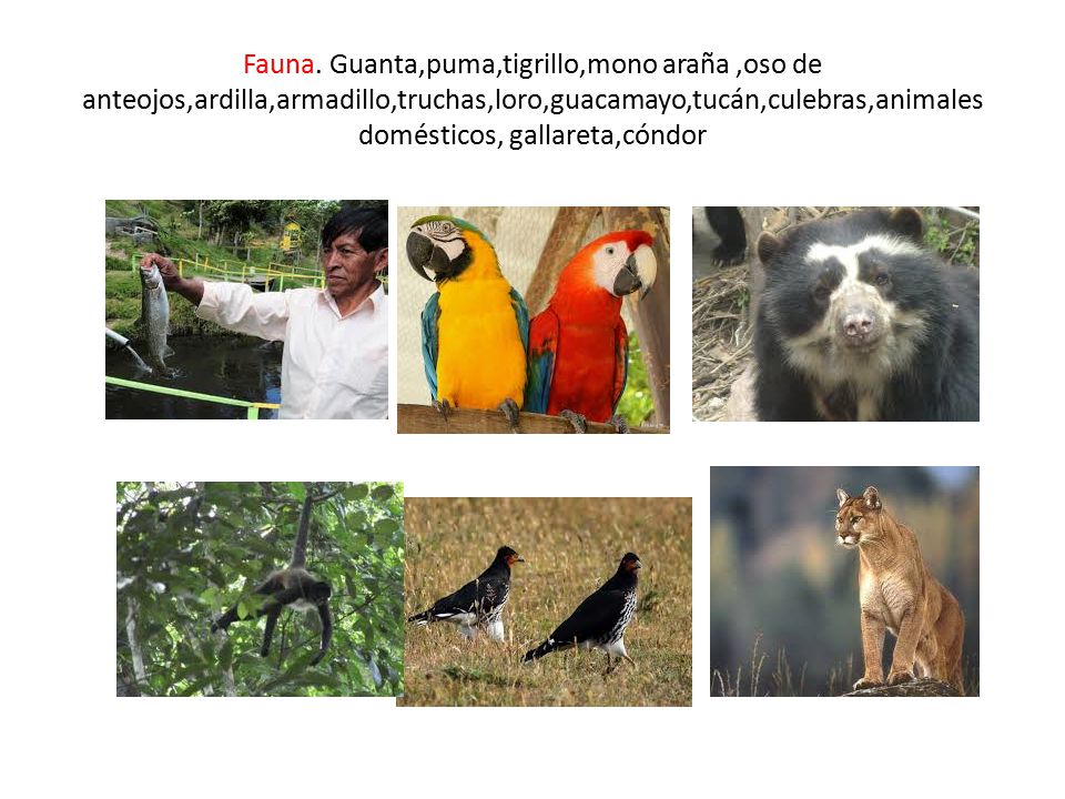 Fauna.