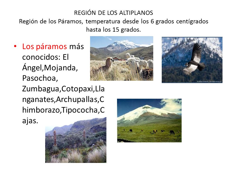 REGIÓN DE LOS ALTIPLANOS Región de los Páramos, temperatura desde los 6 grados centígrados hasta los 15 grados.