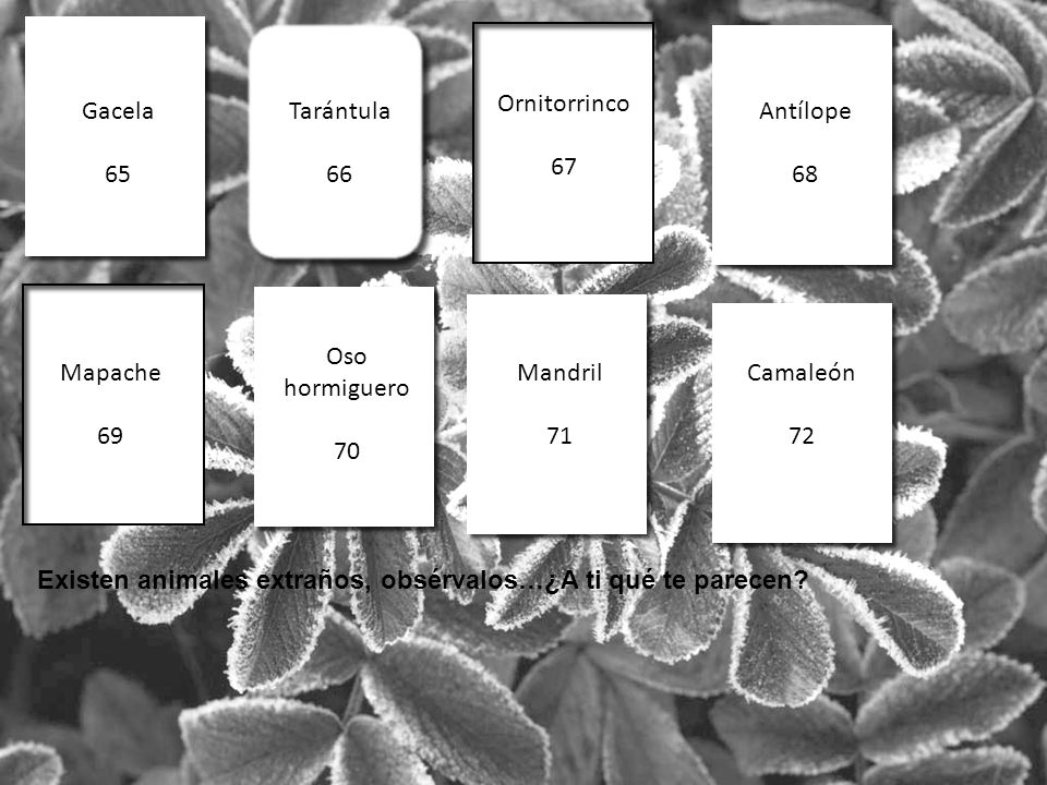 Ornitorrinco 67. Gacela. 65. Tarántula. 66. Antílope. 68. Oso hormiguero. 70. Mapache. 69.