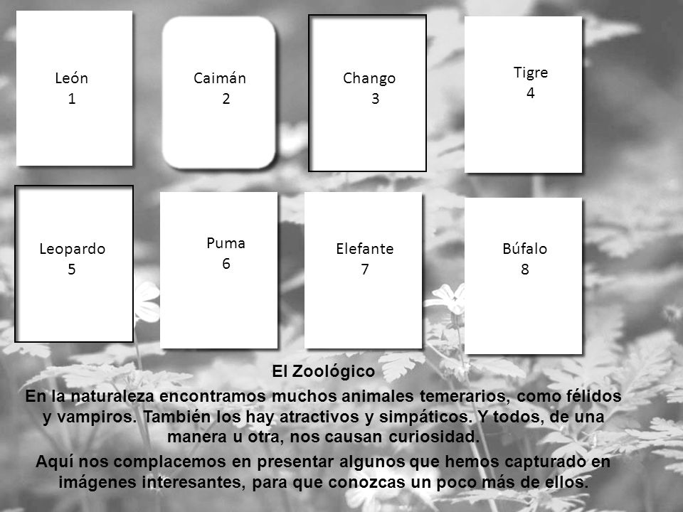 Tigre 4. León. 1. Caimán. 2. Chango. 3. Puma. 6. Leopardo. 5. Elefante. 7. Búfalo. 8.