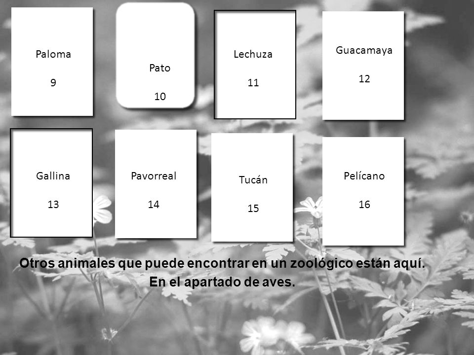 Otros animales que puede encontrar en un zoológico están aquí.