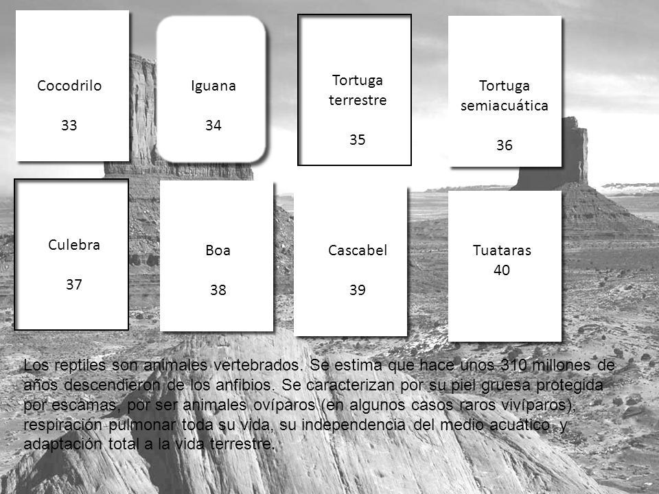 Tortuga terrestre 35. Cocodrilo. 33. Iguana. 34. Tortuga semiacuática. 36. Culebra. 37. Boa.