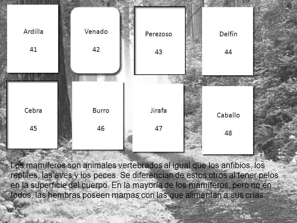 Ardilla 41. Venado. 42. Perezoso. 43. Delfín. 44. Cebra. 45. Burro. 46. Jirafa. 47. Caballo.