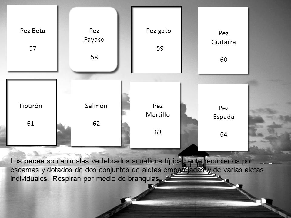 Pez Beta 57. Pez Payaso. 58. Pez gato. 59. Pez Guitarra. 60. Tiburón. 61. Salmón. 62. Pez Martillo.