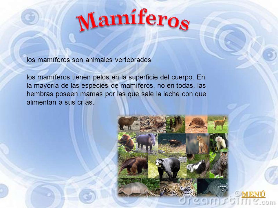 Mamíferos los mamíferos son animales vertebrados
