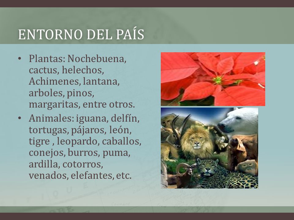 Entorno del país Plantas: Nochebuena, cactus, helechos, Achimenes, lantana, arboles, pinos, margaritas, entre otros.