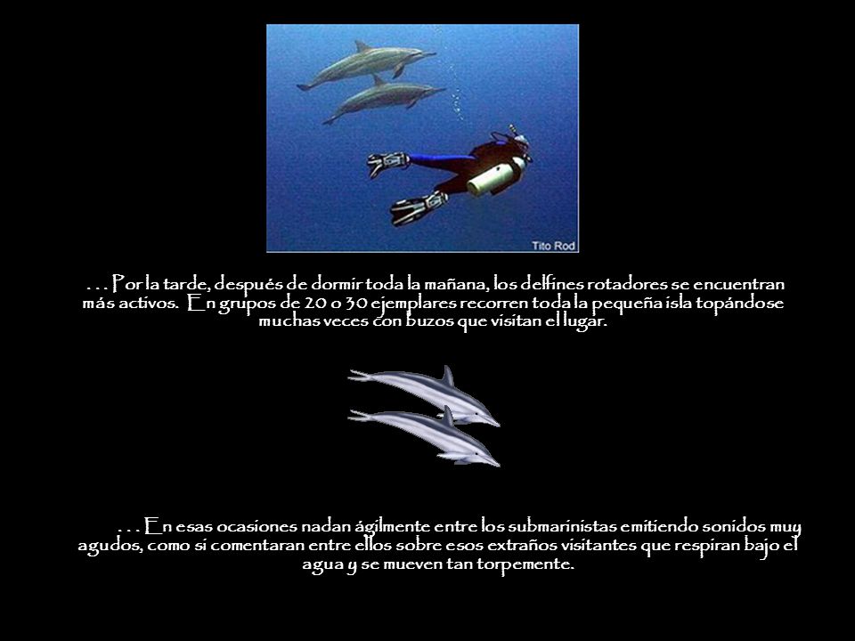. . . Por la tarde, después de dormir toda la mañana, los delfines rotadores se encuentran más activos. En grupos de 20 o 30 ejemplares recorren toda la pequeña isla topándose muchas veces con buzos que visitan el lugar.