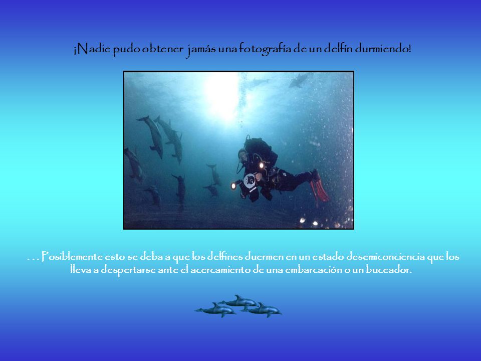 ¡Nadie pudo obtener jamás una fotografía de un delfín durmiendo!