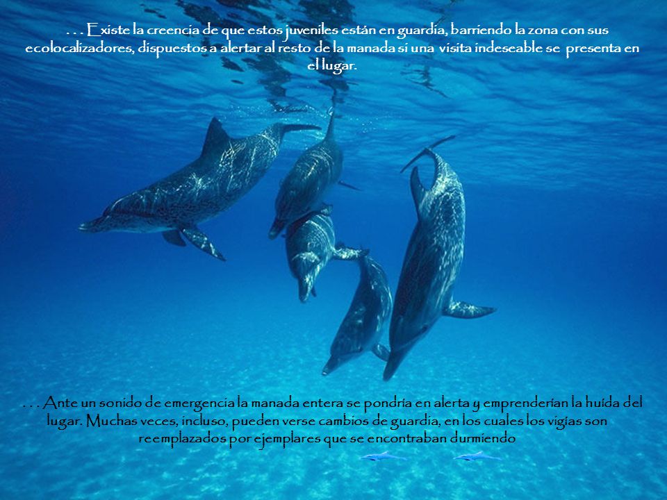 . . . Existe la creencia de que estos juveniles están en guardia, barriendo la zona con sus ecolocalizadores, dispuestos a alertar al resto de la manada si una visita indeseable se presenta en el lugar.