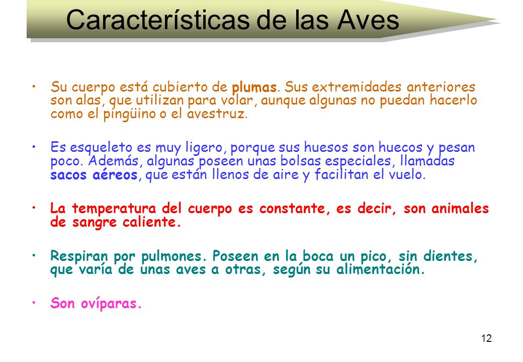 Características de las Aves