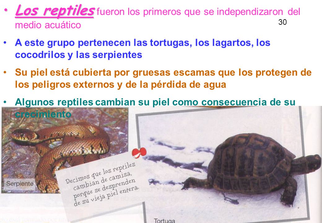 Los reptiles fueron los primeros que se independizaron del medio acuático
