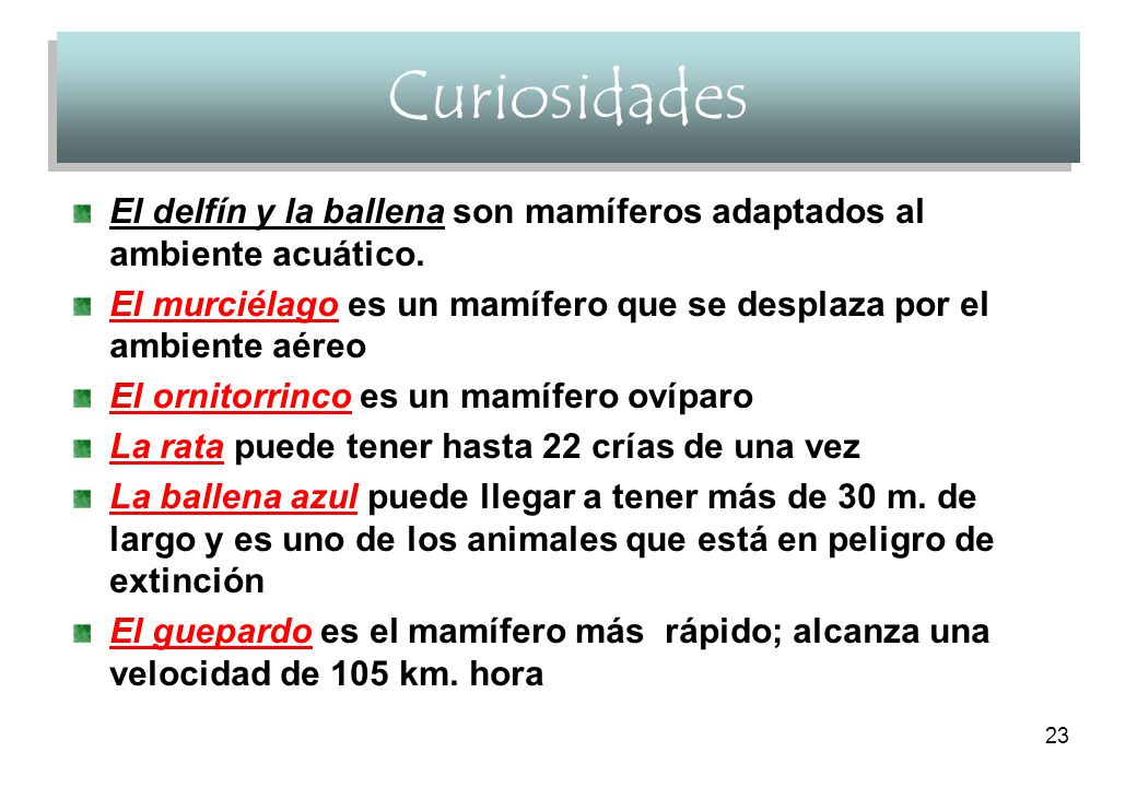Curiosidades El delfín y la ballena son mamíferos adaptados al ambiente acuático. El murciélago es un mamífero que se desplaza por el ambiente aéreo.