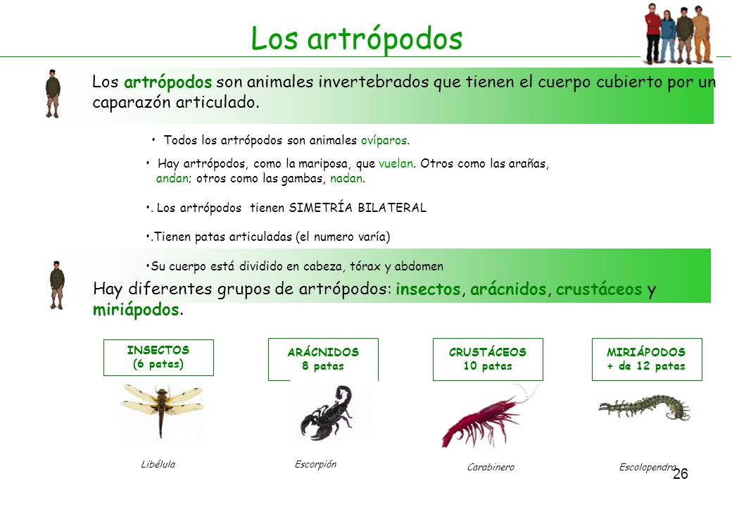 Los artrópodos Los artrópodos son animales invertebrados que tienen el cuerpo cubierto por un caparazón articulado.