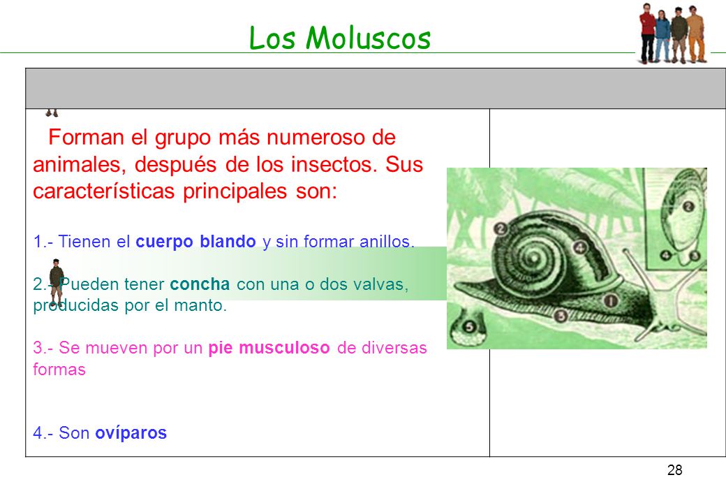 Los Moluscos Forman el grupo más numeroso de animales, después de los insectos. Sus características principales son: