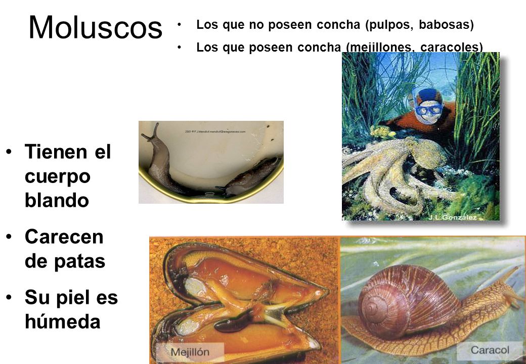 Moluscos Tienen el cuerpo blando Carecen de patas Su piel es húmeda
