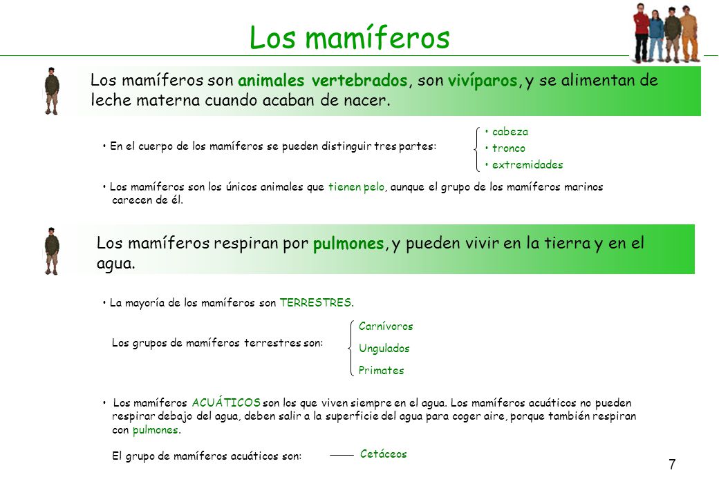 Los mamíferos Los mamíferos son animales vertebrados, son vivíparos, y se alimentan de leche materna cuando acaban de nacer.