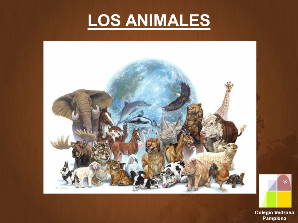 LOS ANIMALES Colegio Vedruna Pamplona