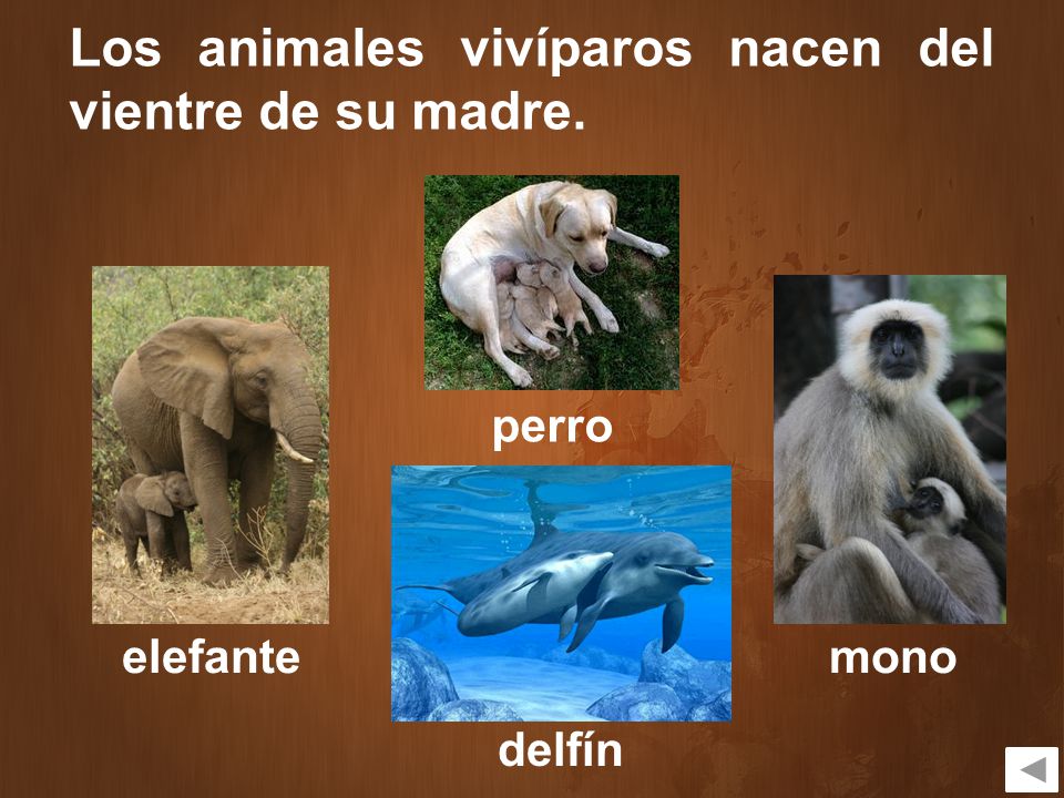 Los animales vivíparos nacen del vientre de su madre.