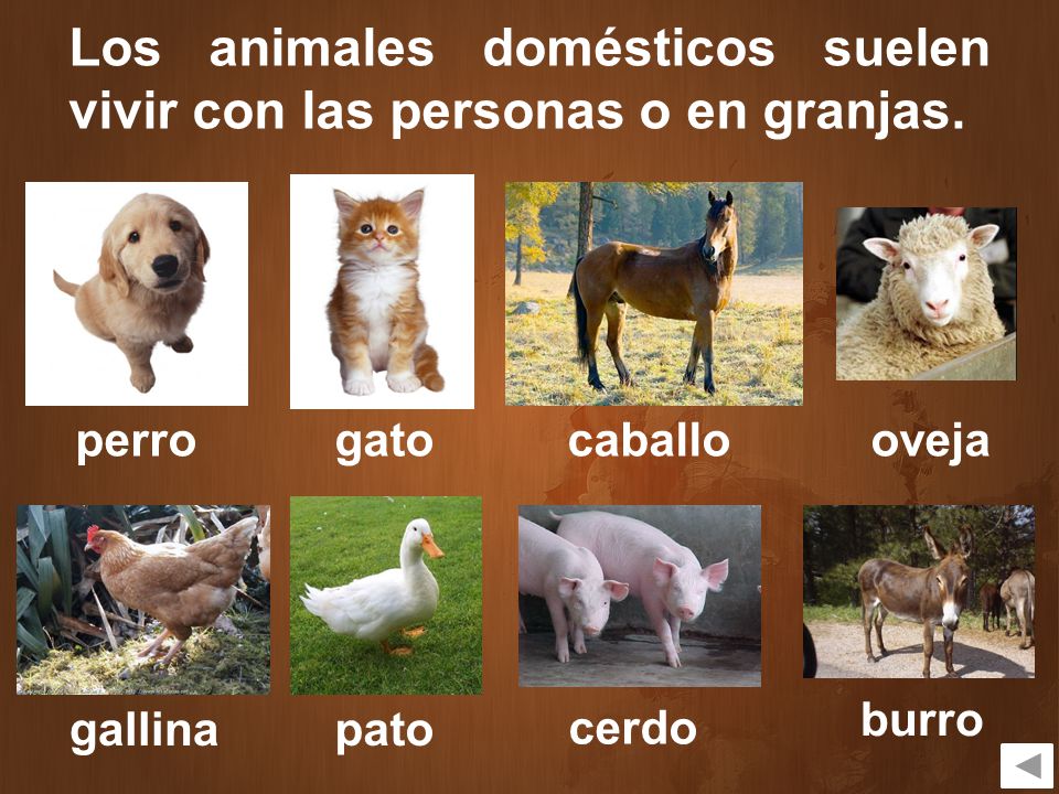 Los animales domésticos suelen vivir con las personas o en granjas.