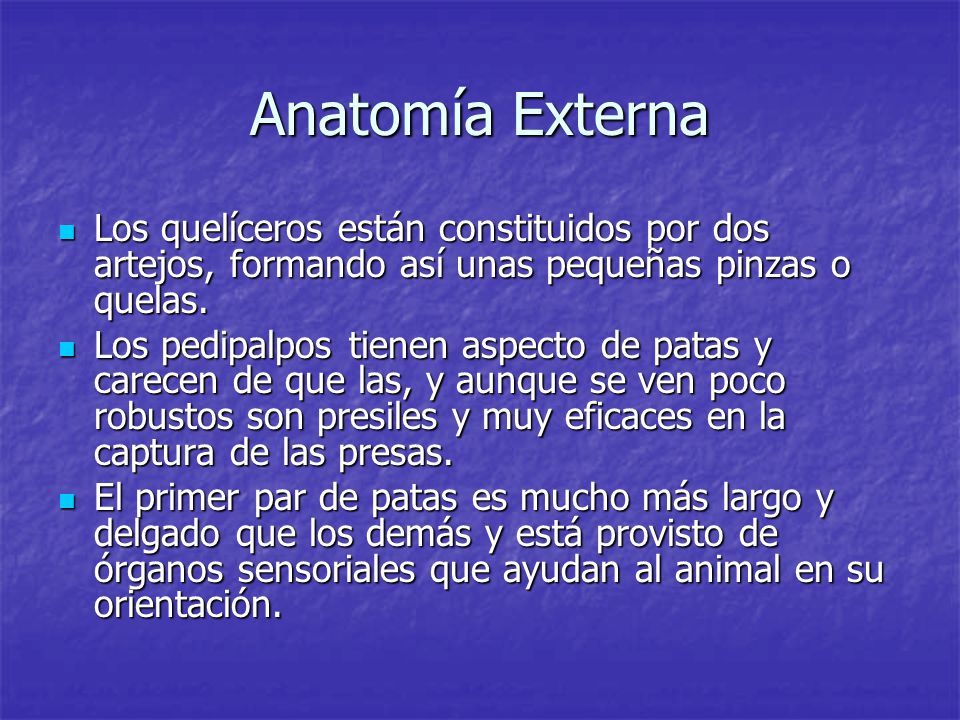 Anatomía Externa Los quelíceros están constituidos por dos artejos, formando así unas pequeñas pinzas o quelas.