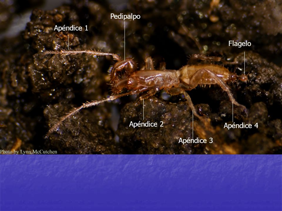 Pedipalpo Apéndice 1 Flagelo Apéndice 2 Apéndice 4 Apéndice 3