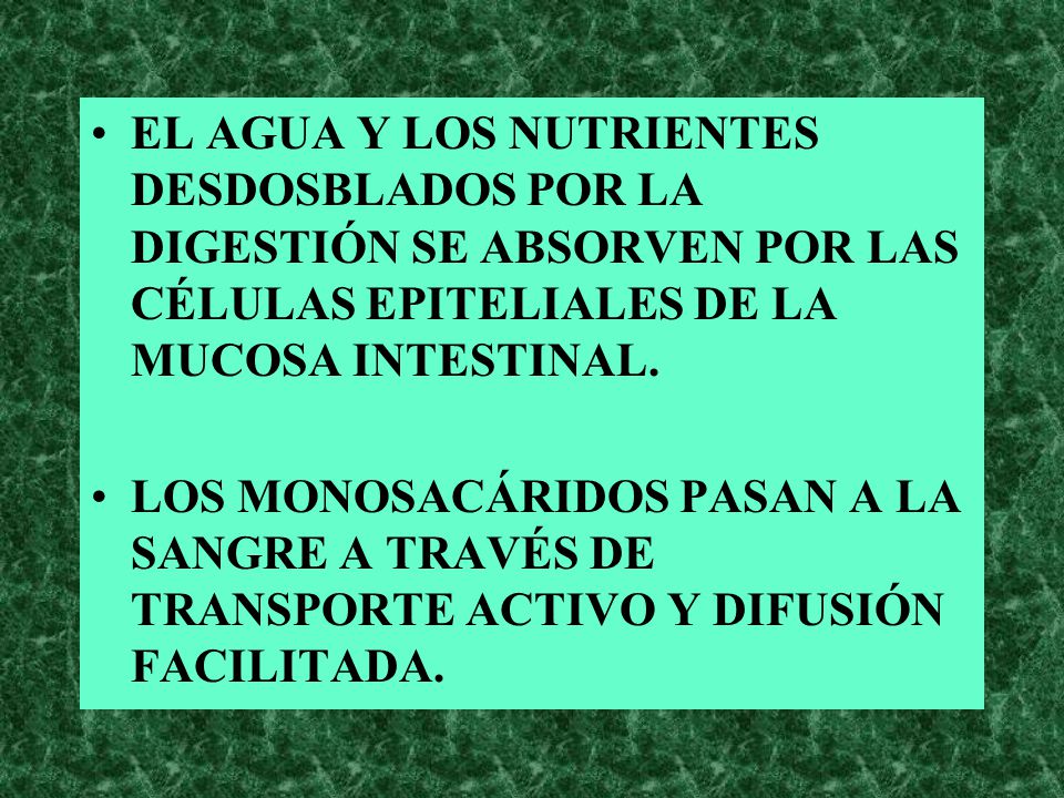 EL AGUA Y LOS NUTRIENTES DESDOSBLADOS POR LA DIGESTIÓN SE ABSORVEN POR LAS CÉLULAS EPITELIALES DE LA MUCOSA INTESTINAL.