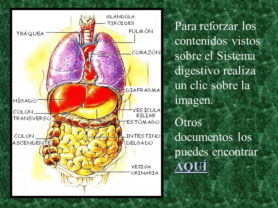 Para reforzar los contenidos vistos sobre el Sistema digestivo realiza un clic sobre la imagen.