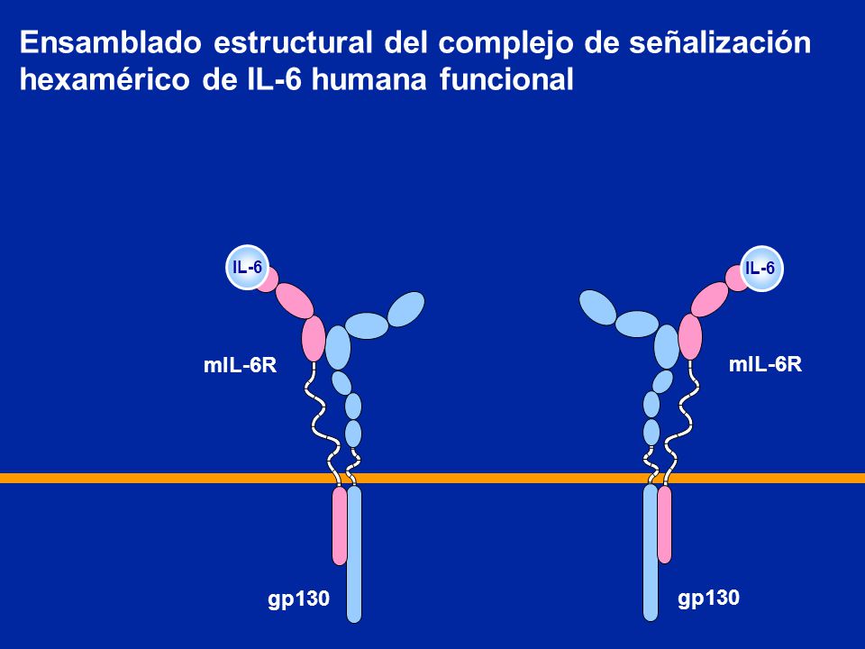 Ensamblado estructural del complejo de señalización hexamérico de IL-6 humana funcional