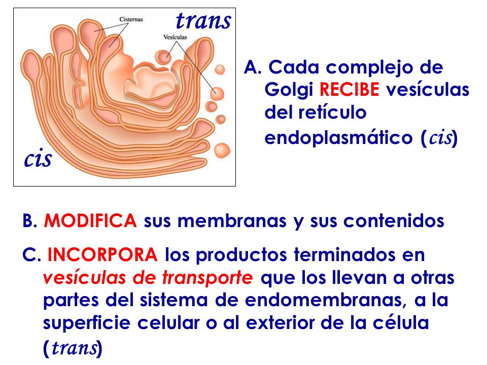cis trans. A. Cada complejo de Golgi RECIBE vesículas del retículo endoplasmático (cis) B. MODIFICA sus membranas y sus contenidos.