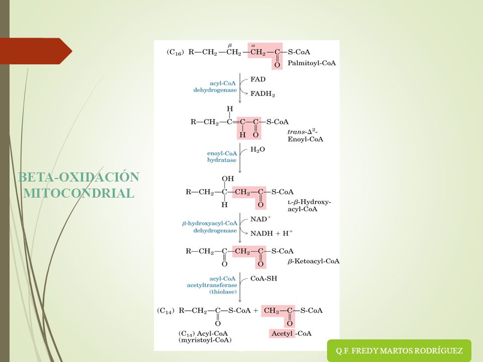 BETA-OXIDACIÓN MITOCONDRIAL