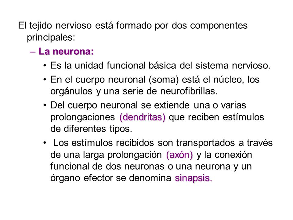 El tejido nervioso está formado por dos componentes principales: