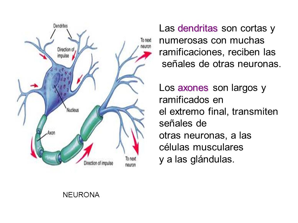 Las dendritas son cortas y numerosas con muchas