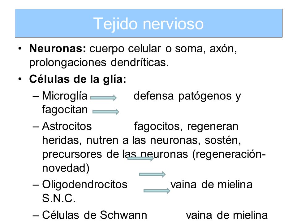 Tejido nervioso Neuronas: cuerpo celular o soma, axón, prolongaciones dendríticas. Células de la glía: