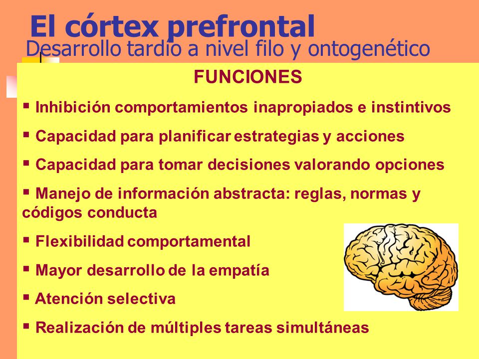 El córtex prefrontal Desarrollo tardío a nivel filo y ontogenético