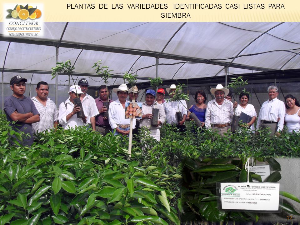 PLANTAS DE LAS VARIEDADES IDENTIFICADAS CASI LISTAS PARA SIEMBRA
