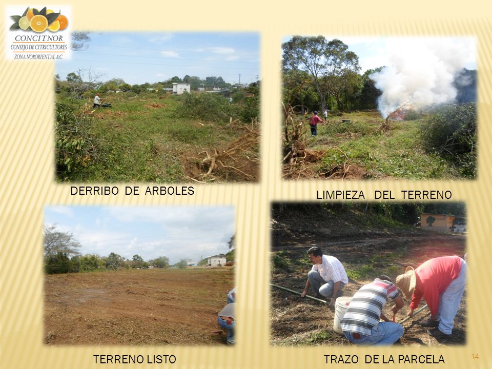 DERRIBO DE ARBOLES LIMPIEZA DEL TERRENO TERRENO LISTO TRAZO DE LA PARCELA
