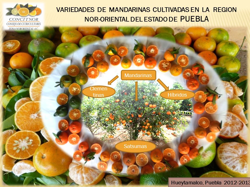 VARIEDADES DE MANDARINAS CULTIVADAS EN LA REGION NOR-ORIENTAL DEL ESTADO DE PUEBLA