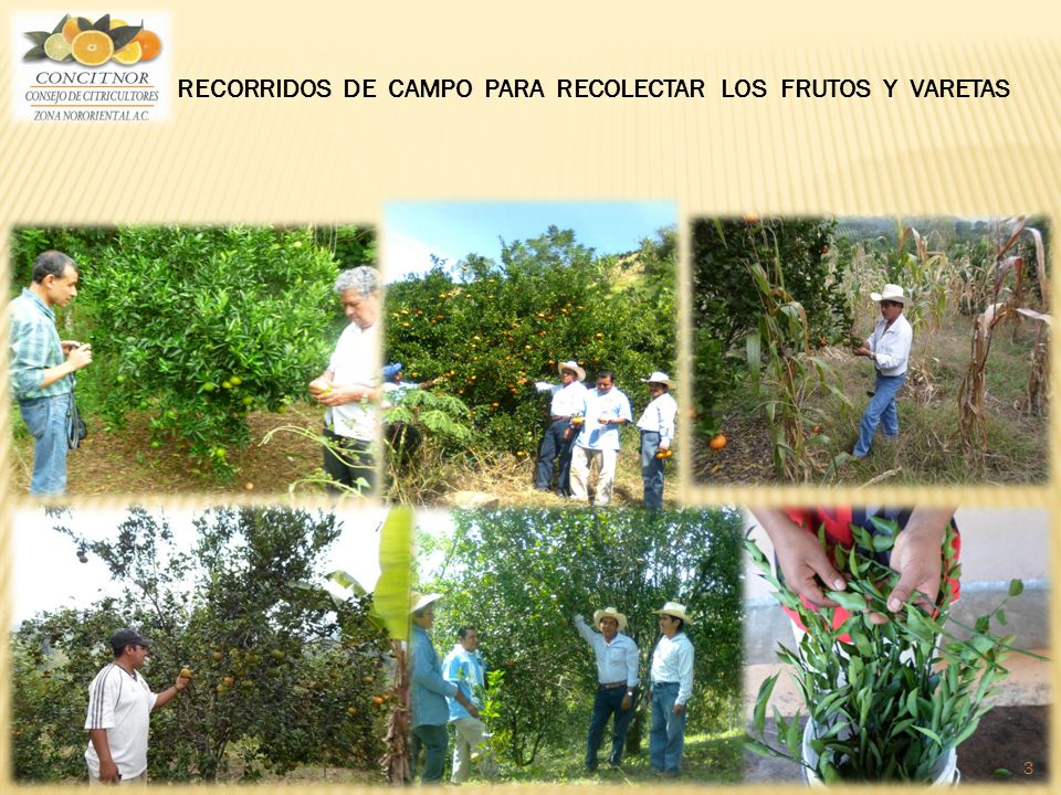 RECORRIDOS DE CAMPO PARA RECOLECTAR LOS FRUTOS Y VARETAS
