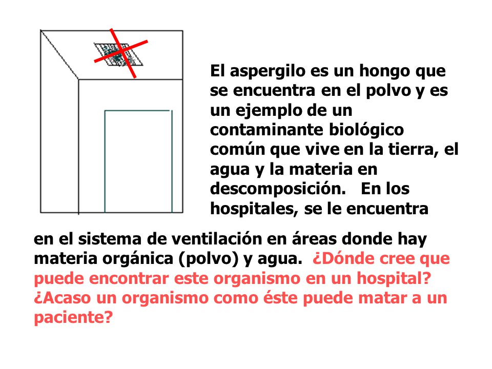 El aspergilo es un hongo que se encuentra en el polvo y es un ejemplo de un contaminante biológico común que vive en la tierra, el agua y la materia en descomposición. En los hospitales, se le encuentra