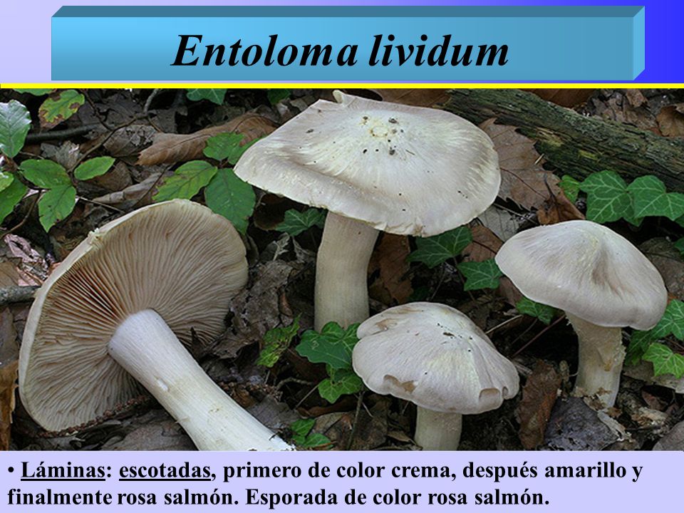Entoloma lividum Láminas: escotadas, primero de color crema, después amarillo y finalmente rosa salmón.