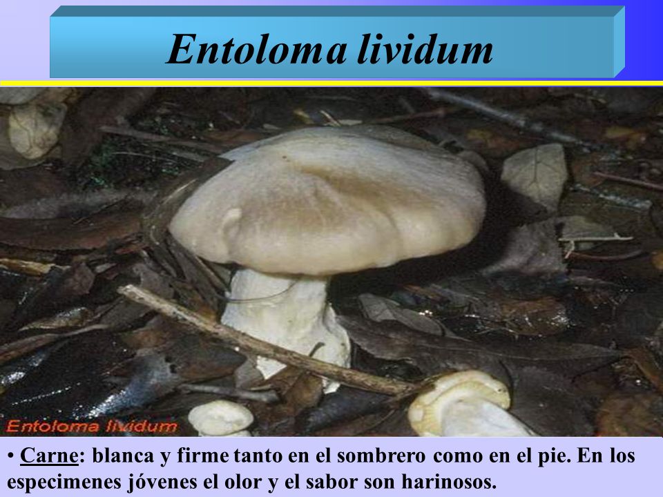 Entoloma lividum Carne: blanca y firme tanto en el sombrero como en el pie.
