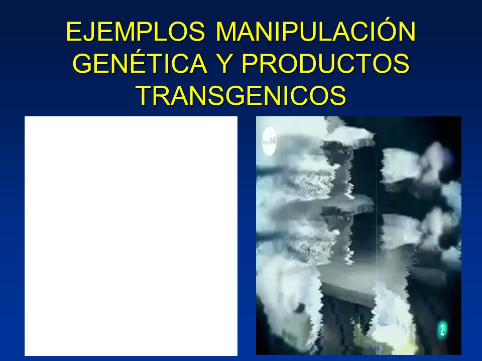 EJEMPLOS MANIPULACIÓN GENÉTICA Y PRODUCTOS TRANSGENICOS