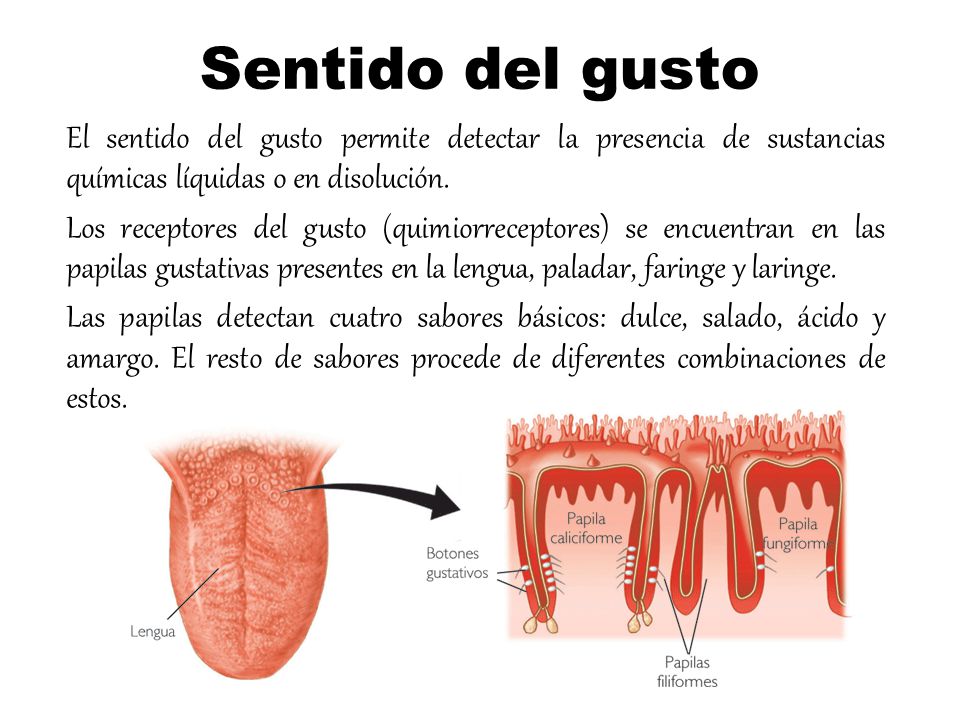 Sentido del gusto El sentido del gusto permite detectar la presencia de sustancias químicas líquidas o en disolución.