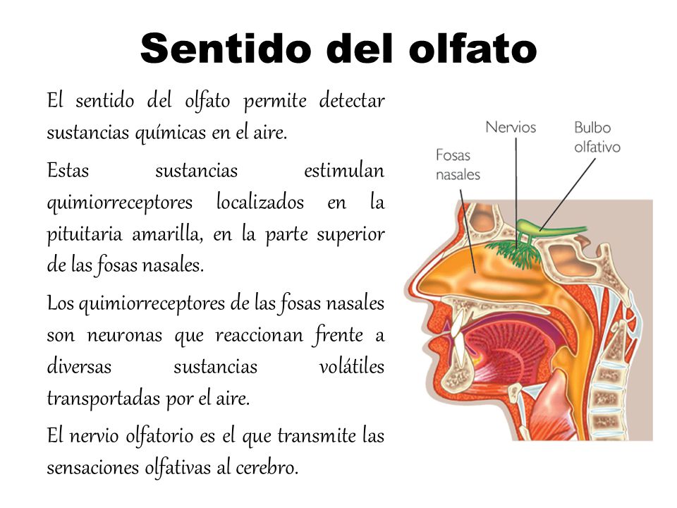 Sentido del olfato El sentido del olfato permite detectar sustancias químicas en el aire.