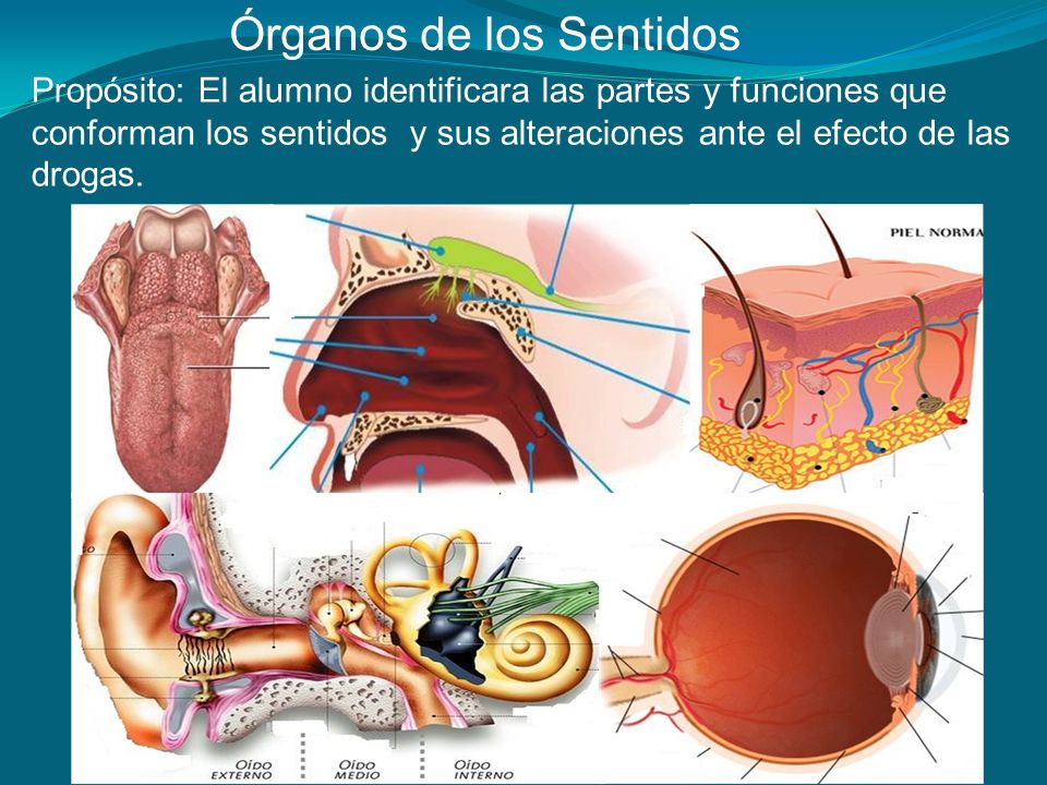 Órganos de los Sentidos
