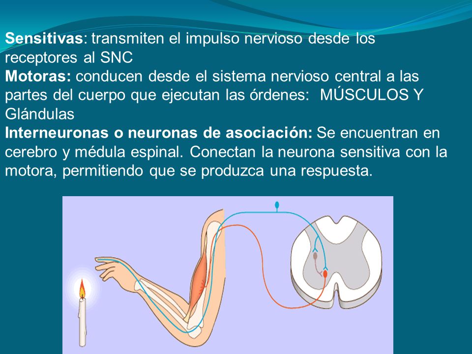 Sensitivas: transmiten el impulso nervioso desde los receptores al SNC