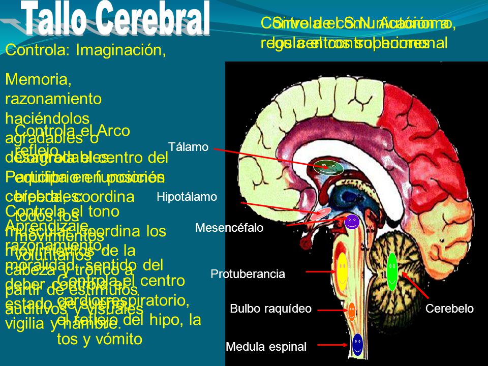 Tallo Cerebral Controla el S.N. Autónomo, regula el control hormonal