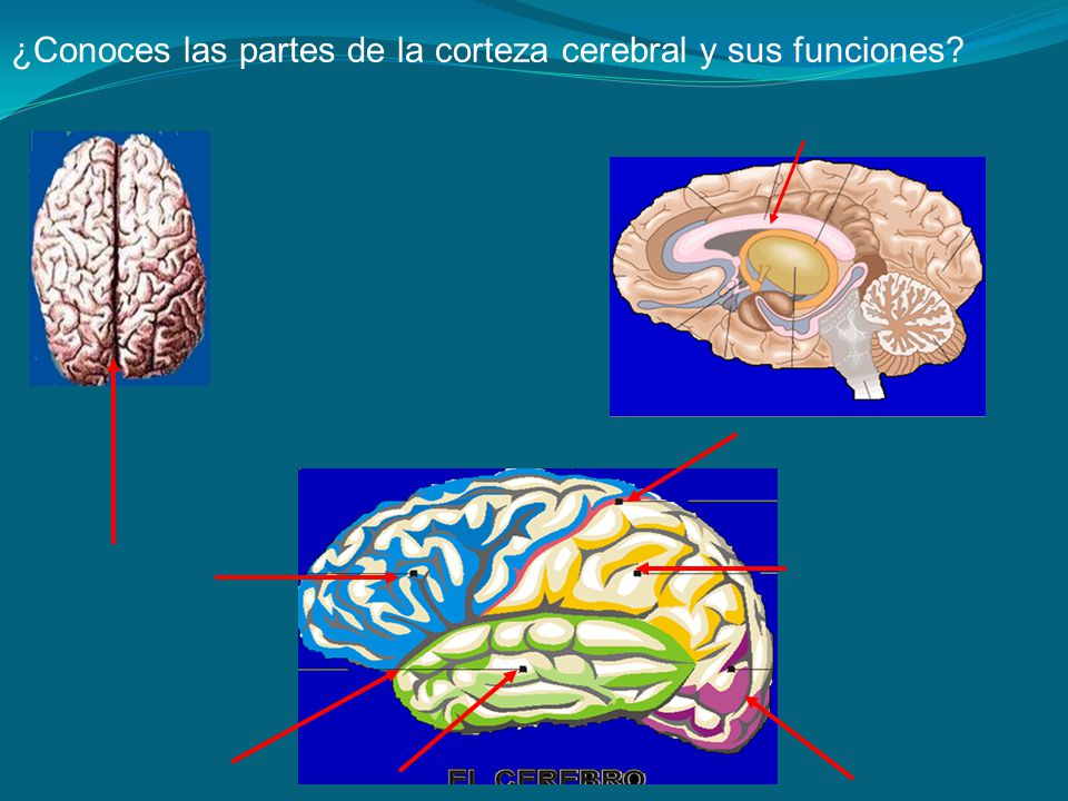 ¿Conoces las partes de la corteza cerebral y sus funciones