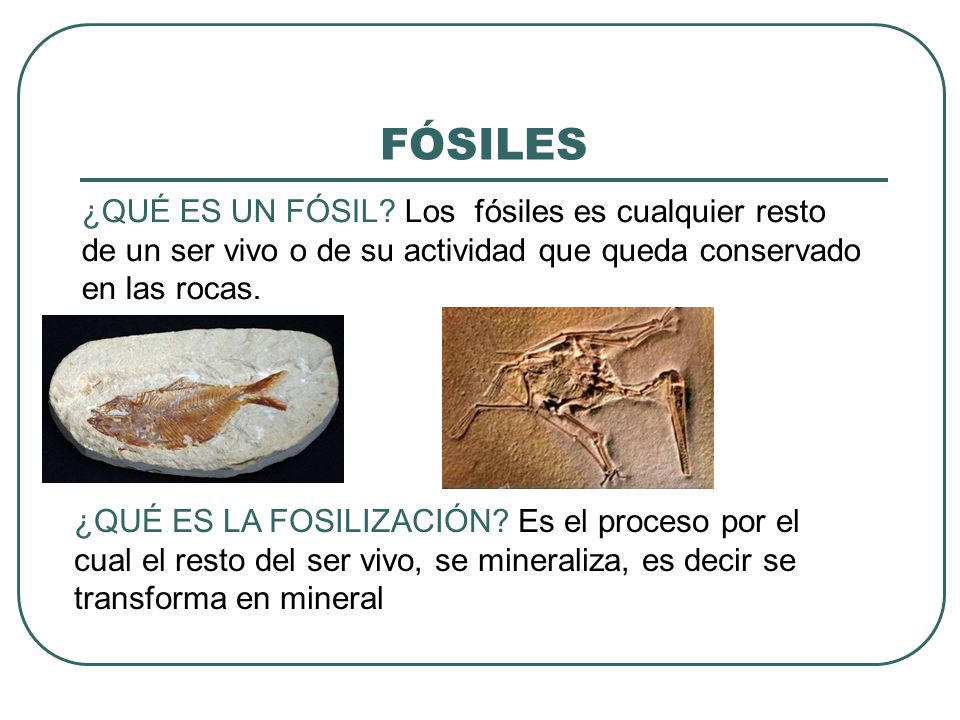FÓSILES ¿QUÉ ES UN FÓSIL Los fósiles es cualquier resto de un ser vivo o de su actividad que queda conservado en las rocas.